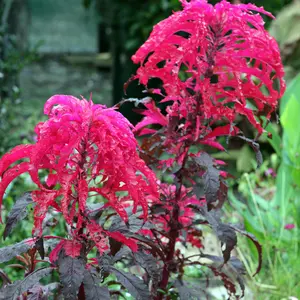 Organic Molten Fire Amaranth Seeds (Amaranthus tricolor 'Molten Fire') – Fiery Red Foliage for Bold Garden Statements