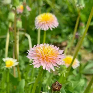 Pink Dandelion Seeds (Taraxacum pseudoroseum) Rare pink-flowered dandelion. Pollinator-friendly perennial with edible leaves and roots. Beautiful and functional in any garden.