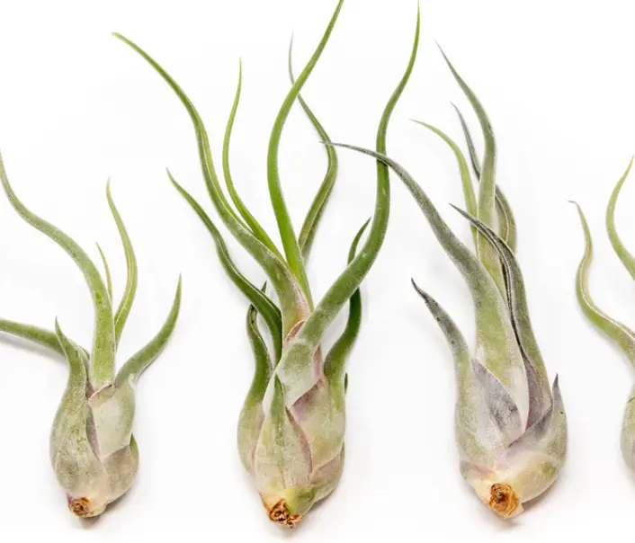 Caput Medusae Air Plant 🪴