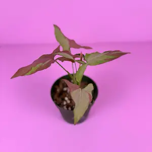 Syngonium Orm Nagpum Variegated 4” | Variegated Syngonium