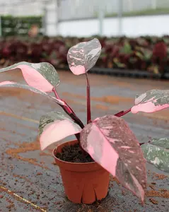 Philodendron Pink Princess Marble "High pink color" :Indoor Plants -Easy Care Houseplant - Starter Plant, Live, Easy to Grow-Beginner Plant - 2" pot
