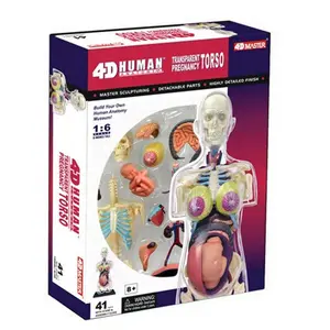 212 MAIN 4D Pregnancy Anatomy Torso, Small Animal Visual Learning Tool Toy, Visual Learning Tools