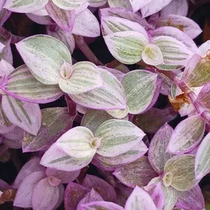 Live Callisia Repens Plant - Pink Lady Plant - Creeping Inch Plant - Turtle Vine Plant - Pink Tradescantia Plant - 2 Inch Pot