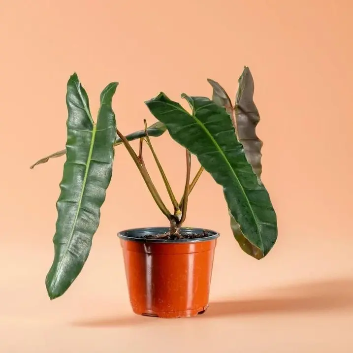 Philodendron Billietiae – Indoor Live Plant, Lance-Shaped Leaves, Exotic & Rare, Air Purifying, Bright Light, Low Light, A Collector's Choice
