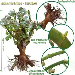 One Damask Rose Starter Plant Bare Root Highly Fragrant Heirloom Rose for Outdoor Landscapes Cut Flowers Easy for Beginners Rich Pink Double Blooms Full Sun Tolerant Soil