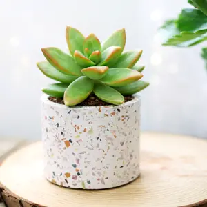 Sedum 'Golden Glow' Sedum 'Golden Glow'