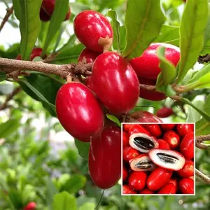Miracle Berry Seeds 35 Count, Synsepalum dulcificum Tropical Fruit Seeds for Planting, Natural Taste-Enhancing Berry Plant for Home Garden Growing