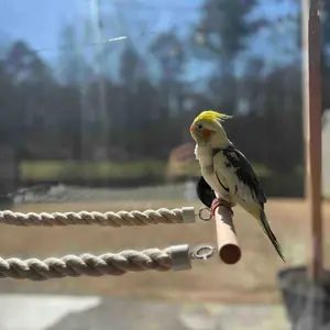 Finely Ground Habitat Pole Parrot Swing for Small & Medium Birds with Suction Cups for Window Glass or Tiles Habitat Frame & White Rope for Diverse Bird Experiences - stand perch