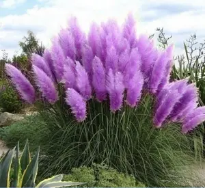 1000pcs Pampas Grass Seeds for Garden Planting, Ornamental Grass Seeds Only, Not Live Plants