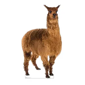 Advanced Graphics 3010 Llama Cardboard Cutout, 72x40 in Home Decor Photo Prop