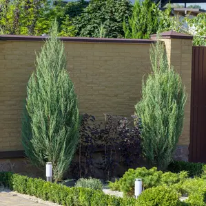 Moonglow Juniper Tree