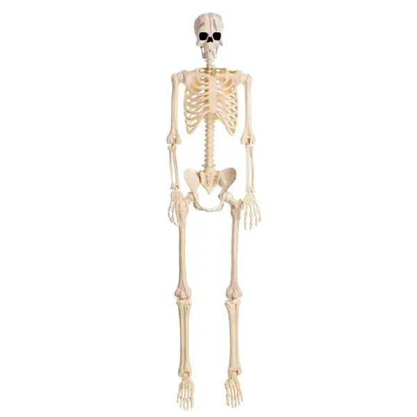 74" Poseable Frankenstein Skeleton Decoration