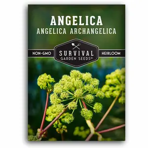 Angelica Seeds - Fragrant Medicinal Herb