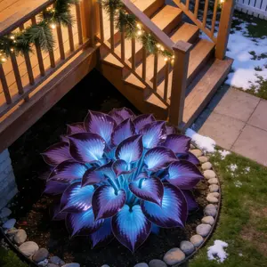 800pcs Hosta Seeds Perennial Shade Plantfor Garden andYard USA-Made Non-GMO with Care Instructions SuitableforAll Seasons