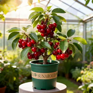 Cherry Live Plant Malpighia emarginata Compact Size Fruiting Plant Great for Gardens & Containers 17 to 19inch Height Strong Sapling