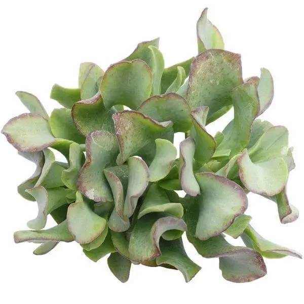 Random Jade 2" Succulent