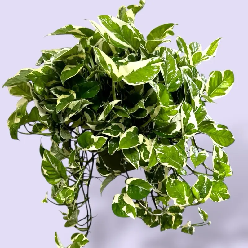 XL Pothos Njoy 6” - Variegated Vining House Plant