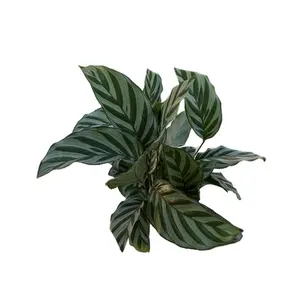 Calathea Concinna - 4” Pot