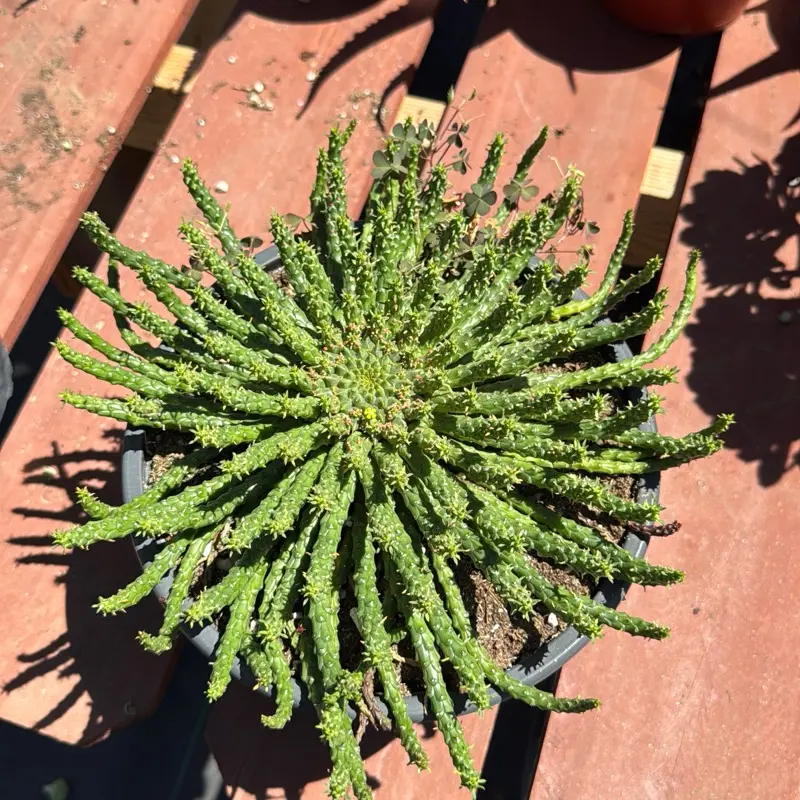 8” pot euphorbia Medusa large succulent