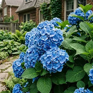 50 Blue Hydrangea Seeds for Planting - Variety for Home Gardening