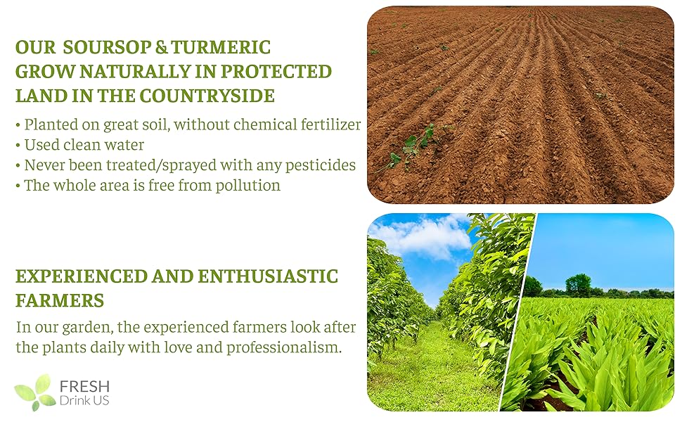 Premium 40 Soursop Turmeric Tea Bags, 100% Natural, Blend of Soursop Leaves, and Turmeric Root. Made with Natural Material Tea Bags. No Sugar, Vegan.