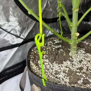 HempHooks LST Mix-Pack | Reusable Plant Training Hooks | Fabric Pot Training System | Patent Pending