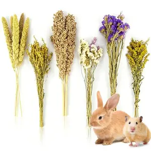 Sukh Natural Hamster Bedding Sprays - Foraging Habitat Decor Cage Accessories, Hideout Enrichment for Dwarf & Syrian Hamsters, Gerbils, Mice and Other Small Animals