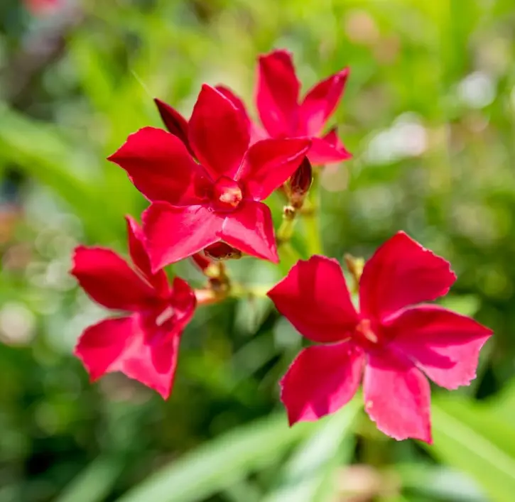 Red Nerium Oleander Plants Live, Live Oleander Flower Plants, Tropical Plant Live Shrub Garden, 4 to 6 Inch Tall