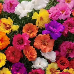 10000 Pcs Moss Rose Seeds (Portulaca Grandiflora) – Multi-Colored, Spreading Mexican Rose, Ideal for Sunny, Dry Landscapes
