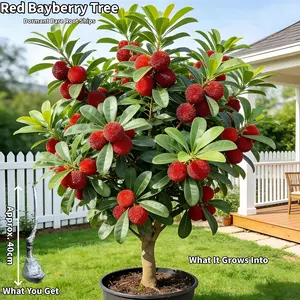 Red Bayberry Tree Myrica rubra Sweet-Tart Superfruit Yumberry Dormant Bare Root for Home Garden USDA Zones 8-11 Evergreen Fruit Tree 1 Pack