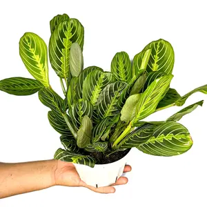 6" Maranta Prayer Plant 'Lemon Lime', Pet Friendly, Humidity Loving Plant, Live Houseplant, Indoor Plant