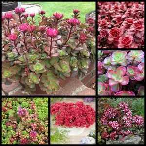 Gorgeous Sedum Spurium "Dragon's Blood" Succulent Starter Plant Rooted & Established
