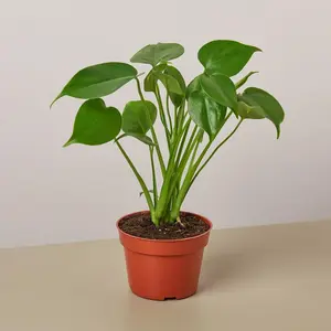 212 MAIN Live Indoor Tropical House Plant (Monstera Deliciosa) - 4 in. Pot, Easy-Care Houseplant with Heart-Shaped Split Leaves, Ideal for Indoor Plant Enthusiasts, Houseplants