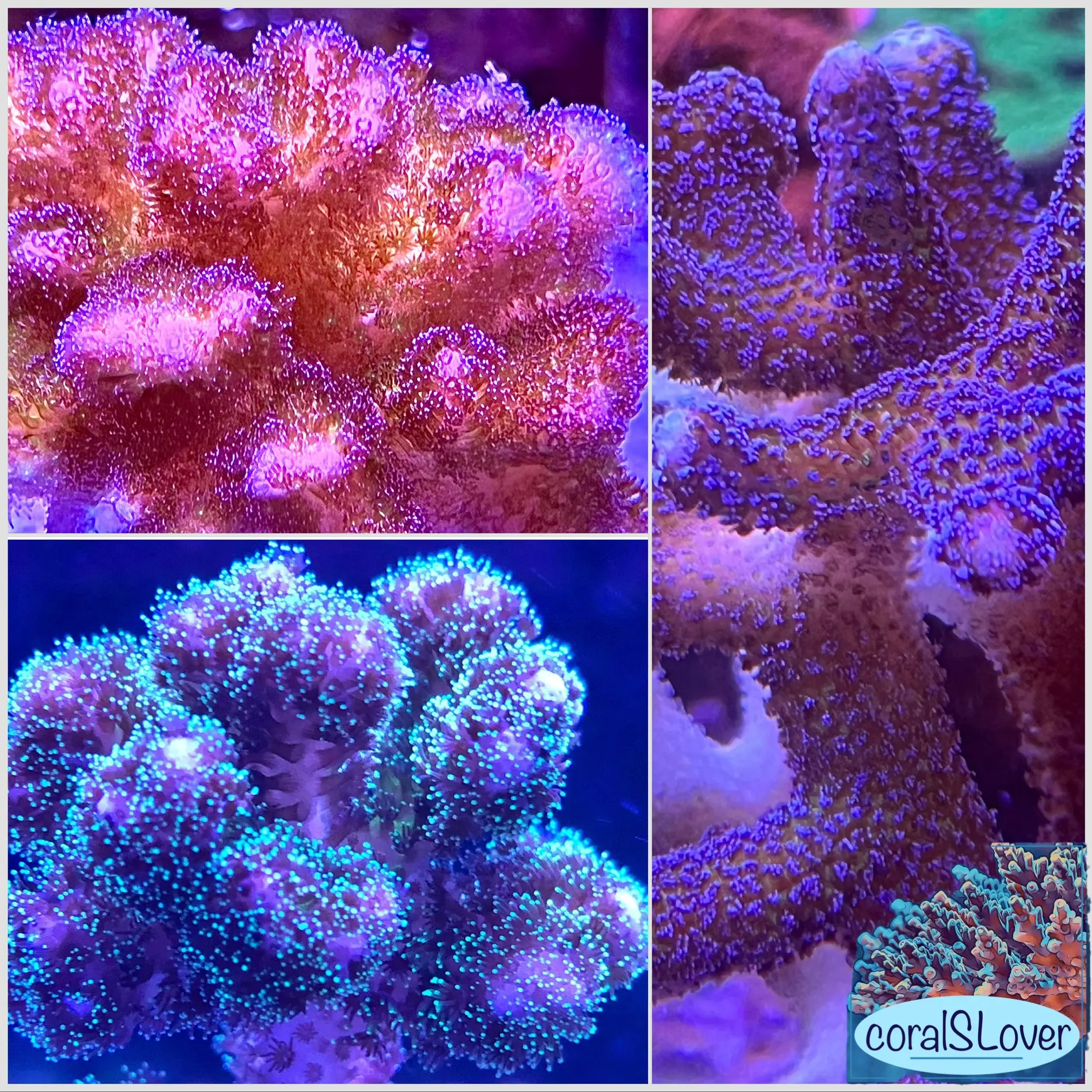 coralSLover Custom Aquarium Coral Pocillopora-Inspired Decor Set - Reef Tank Display | Choose Your Own Eco Pieces | Eco Safe & 100% Eco Friendly