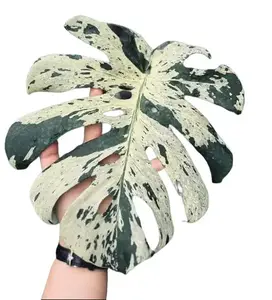 Monstera Vietcosa Tissue Culture - Live Houseplant - Monstera Deliciosa Variegated