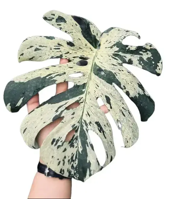 Monstera Vietciosa Tissue Culture - Live Houseplant - Monstera Deliciosa Variegated