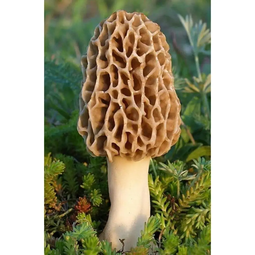TRUE Morel Mushroom Grow Kit - Easy Setup, No-Food, Kit Packaged for Outdoor Garden Mushroom Cultivation, with Morel Spores for Home Gardeners, Morels Grow