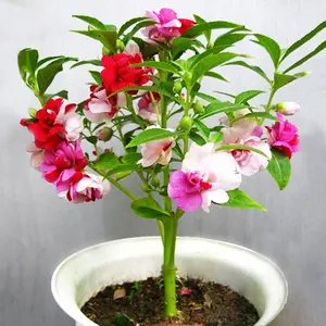 2500+ Impatiens Seed Blend for Stunning Home Garden Flowers Non-GMO Heirloom Garden. Open pollinated seeds, low maintenance flower seeds