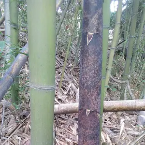 XL Fresh Cut Bamboo Pole 4" Diameter (4'-8' Length Available)