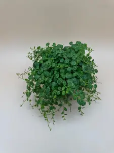 String of Turtles Plant: Trailing Houseplant in 4 Inch Pot | Indoor Plant | Home Decoration