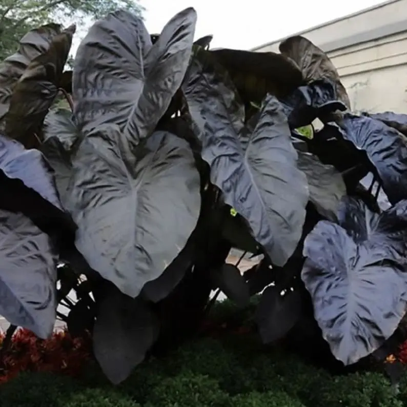 Rare Black Blue Colocasia Esculenta plant -Diamond Head-Elephant Ear plant - blue black leaves- LIVE PLANT 3 TO 6” Tall