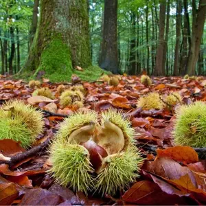Chestnut Tree Seeds for Planting - Castanea mollissima