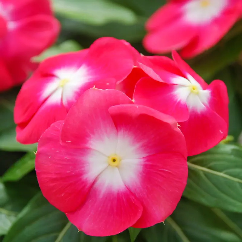 Heatwave Cherry Vinca Seeds (Catharanthus roseus) Heat-loving cherry pink blooms with glossy foliage. Great for hot, sunny beds, borders, and containers.