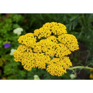 Gold - Yarrow Seeds