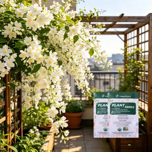 Clerodendrum Wallichii (Nodding Jasmine) Live Plant – Fragrant White Flowering Plant for Indoor & Outdoor, Tropical Houseplant, Patio Garden Decor, Easy Care