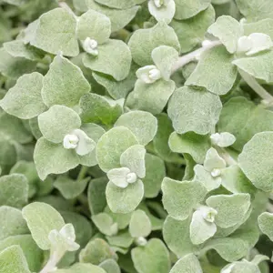 Proven Accents® White Licorice Plant