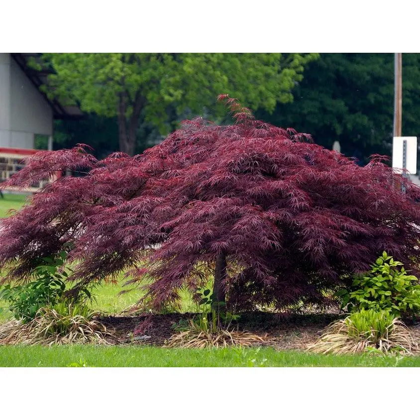 Crimson Queen Japanese Maple
