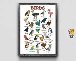 Birds Poster for Kids – Educational Bird Species Chart | 25 Birds Wall Art | Printable Classroom & Nursery Decor