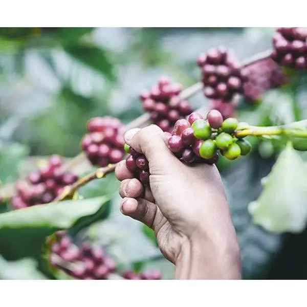 Stone Street Coffee - Gran Cru Coffee- Whole Beans , for all coffee lovers