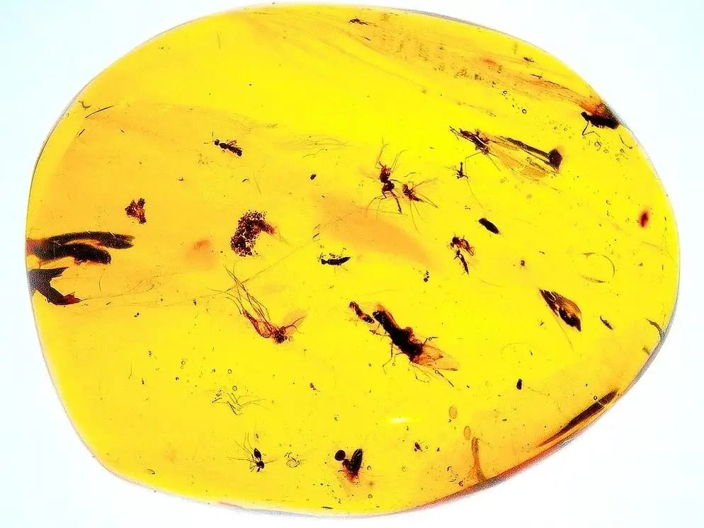 $55.00 Piece of Amber